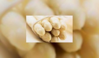 Oogst asperges ondervindt hinder van weer