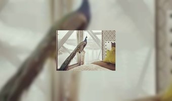 Drie nominaties voor Kraanhotel Amsterdam