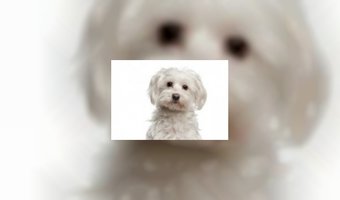 Nieuw: leverworstijs voor honden 