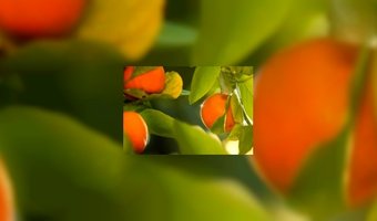 Albron kiest Fair Trade vruchtensappen