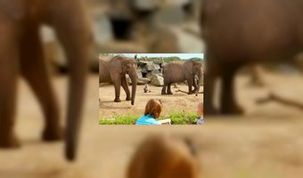 Safaripark Beekse Bergen breidt uit met hotels