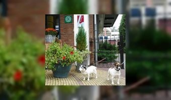 Meer dan helft hotels weert huisdieren