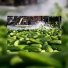 Zeeuwse restaurants vrezen EHEC-bacterie