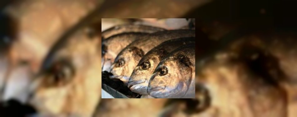 Infomiddagen duurzame vis in de horeca