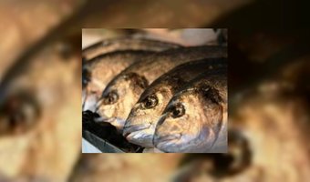 Infomiddagen duurzame vis in de horeca