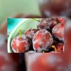 Bourgondisch op biologische wijze 