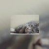 Eerste kattencafÃ© opent deuren