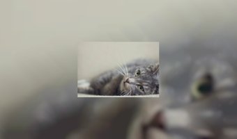 Eerste kattencafÃ© opent deuren