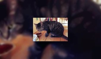 Kat verbannen uit cafÃ©