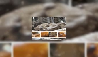 Video: waanzinnig mooi gedecoreerde koekjes